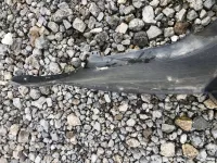 Бампер задний на Mazda 6 GH — фото 8