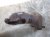Патрубок турбины на Hyundai Santa Fe SM